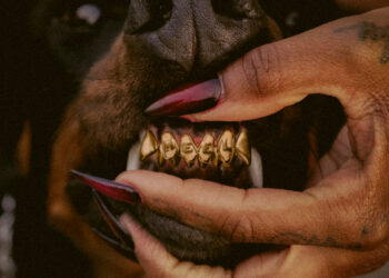 Leon Thomas' "MUTT Deluxe: HEEL" album cover.